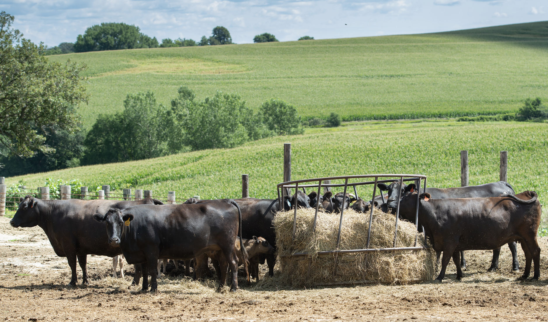 Feddersen USA Wagyu